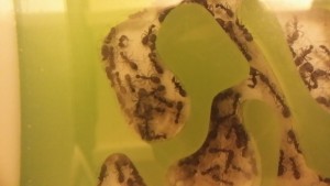 D'autres salles., [Blog] Camponotus dolendus
