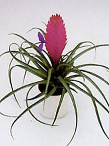 une plante jolie comme tout, Mon premier nid