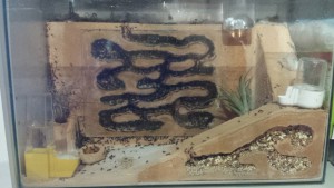 Novembre, [Blog] Messor barbarus
