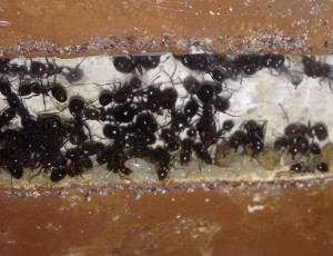 Larves de Messor minor, [Blog] Messor minor