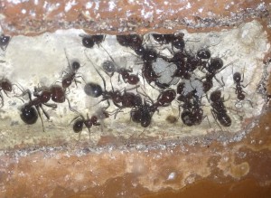 Oeufs de Messor minor, [Blog] Messor minor