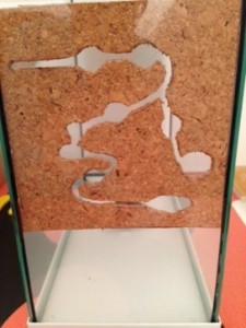 Nid en liège collé à la paroi de verre., Conseils création terra Pseudomyrmex pallidus