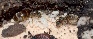 Colonie Lasius niger en boîte de pétri, Mes colonies 2014-2015