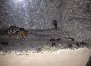 Fondation de Myrmécocystus mimicus en nid, **FIN** [Blog] Myrmecocystus mimicus