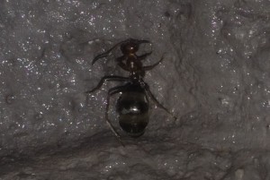 Jeune replete, **FIN** [Blog] Myrmecocystus mimicus