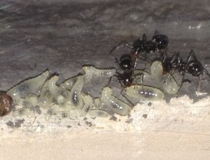 Couvain de Myrmecocystus mimicus, **FIN** [Blog] Myrmecocystus mimicus