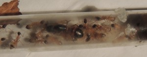 C. thoracicus, [Blog] Camponotus (Tanaemyrmex) thoracicus (Fabricius, 1804)