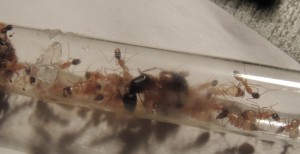 C. thoracicus, [Blog] Camponotus (Tanaemyrmex) thoracicus (Fabricius, 1804)