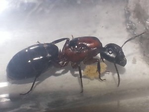 Reine Camponotus novaeboracensis, Quelques photos