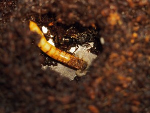 Larves vs vers de farine !, [Blog] Pachycondyla (ectomomyrmex) astuta