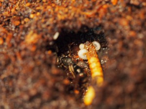 Larves vs vers de farine !, [Blog] Pachycondyla (ectomomyrmex) astuta