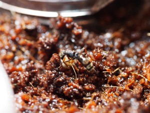 Ouvrière en plein déménagement !, [Blog] Pachycondyla (ectomomyrmex) astuta