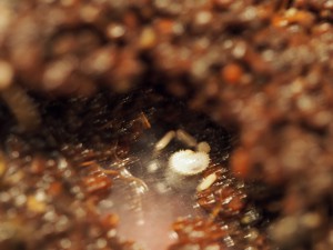 Le couvain le 6 décembre, [Blog] Pachycondyla (ectomomyrmex) astuta