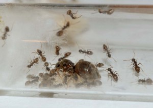 1 des 5 colonies de Lasius &quot;niger&quot; reçues et qui a bien mangé à son arrivée, Mes nouvelles colonies reçues pour re-démarrer