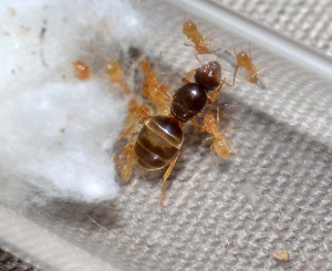 une reine flavus est venur directement se nourrir !, Mes nouvelles colonies reçues pour re-démarrer