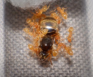 reine flavus et sa cour dans son tube de fondation, Mes nouvelles colonies reçues pour re-démarrer