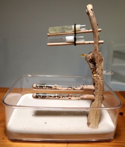 NID TUBES, [Blog] Crematogaster scutellaris