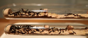 TUBES DETAIL, [Blog] Crematogaster scutellaris