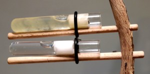 ABREUVOIRS, [Blog] Crematogaster scutellaris