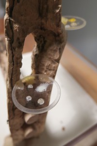 MANGEOIRES, [Blog] Crematogaster scutellaris