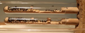 TUBES, [Q/R] Crematogaster scutellaris
