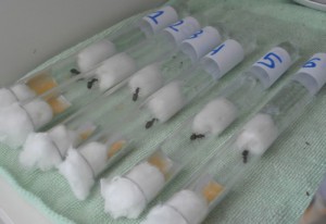 J'ai changé les numéro des gyne pour que ce soit plus logique., [Blog] Le début d'une grande histoire - Lasius cf niger