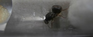 Gyne 1, [Blog] Le début d'une grande histoire - Lasius cf niger