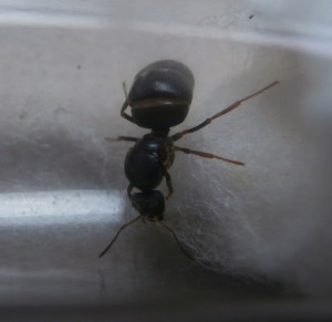 Gyne 2, [Blog] Le début d'une grande histoire - Lasius cf niger
