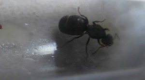 Gyne numéro 3. Désolé pour la qualité, c'est difficile le super macro avec le coton... ;), [Blog] Le début d'une grande histoire - Lasius cf niger