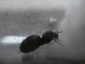Gyne numéro 4. Ma préférée, on peut déjà apercevoir une belle grappe d’œufs. *love*<br />En une journée, elle est passée de 4 œufs à une dizaine ! \o/, [Blog] Le début d'une grande histoire - Lasius cf niger