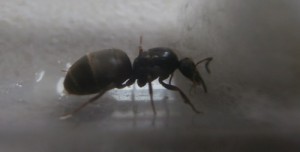 Gyne numéro 5. Elle est un peu cabossée avec l'entrée en tube... Je crains qu'elle meure dans les prochains jours... :-(, [Blog] Le début d'une grande histoire - Lasius cf niger