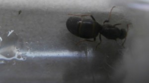 Gyne numéro 6. Elle a aussi pondu une petite grappe sur le coton, mais un peu moins que la Gyne numéro 4., [Blog] Le début d'une grande histoire - Lasius cf niger