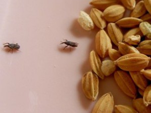 Mini charançons graines, Petites bêtes dans un sac à graines