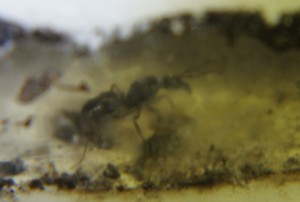 Gyne, [Blog] Ectatomma ruidum
