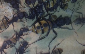 Reine en train de pondre, **Fin**[Blog] Camponotus fulvopilosus