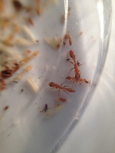 Un peu secouées, mais ça va, [Blog] Pseudomyrmex pallidus