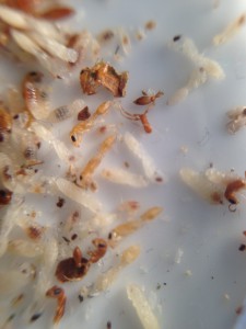 Nymphes en vrac, [Blog] Pseudomyrmex pallidus