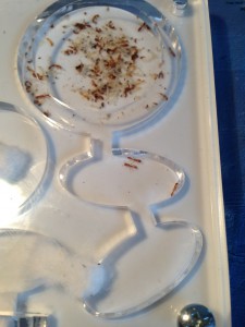 Le nid plexi de secours, [Blog] Pseudomyrmex pallidus