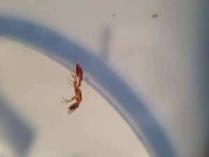 Une des deux gynes mortes, [Blog] Pseudomyrmex pallidus