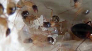 Pontes récentes, **Fin** [Blog] Camponotus thoracicus