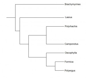 Arbre Formicinae Simple, Histoire évolutive des Formicidae