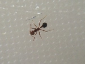 Vue de dessus, [Solenopsis sp. grp invicta] Ouvrière du golf