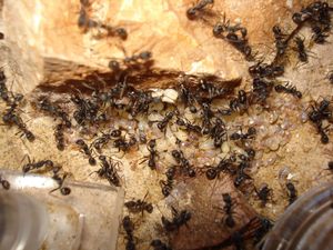 Mes colonies (funkyben), DSC08369.JPG