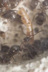 Lasius emarginatus 4, Les colonies de Couloucha