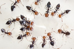 Crematogaster scutellaris 1, Les colonies de Couloucha