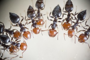 Crematogaster scutellaris 2, Les colonies de Couloucha