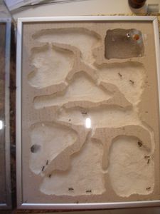 Mes colonies (funkyben), DSC08366.JPG