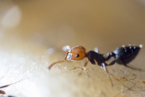 Crematogaster scutellaris 3, Les colonies de Couloucha