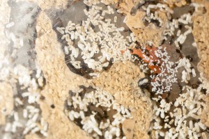 Crematogaster scutellaris 4, Les colonies de Couloucha