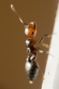 Crematogaster scutellaris 5, Les colonies de Couloucha